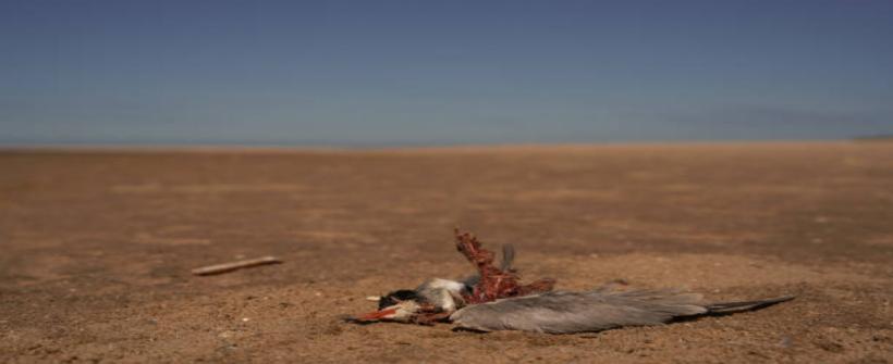 Influenza Aviária: exames descartam contaminação em pessoas que tiveram contato com ave silvestre no litoral norte do Estado do Rio