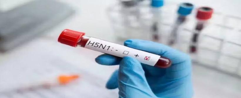 Influenza Aviária: Estado do Rio confirma terceiro caso de ave silvestre com H5N1