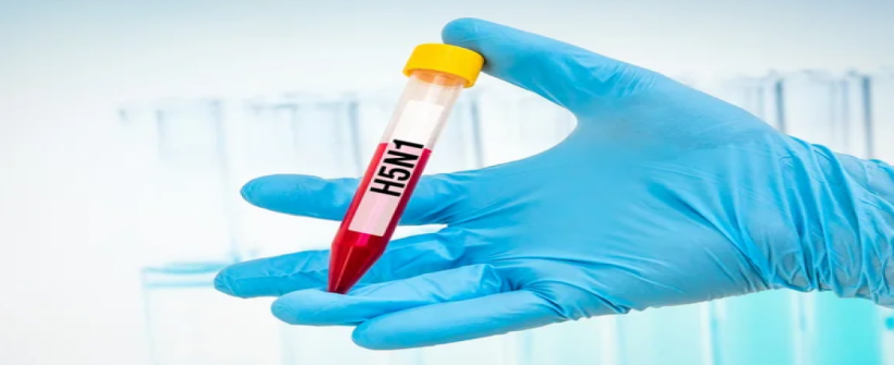  Influenza Aviária: Estado do Rio tem dois novos casos confirmados de H5N1 em aves silvestres