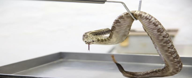 Instituto Vital Brazil organiza seminário científico