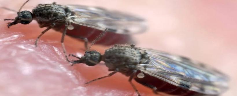 Estado do Rio de Janeiro registra primeiro caso de Febre Oropouche