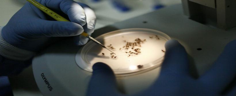 Monitora RJ: Estado do Rio apresenta tendência de alta de dengue para as próximas semanas