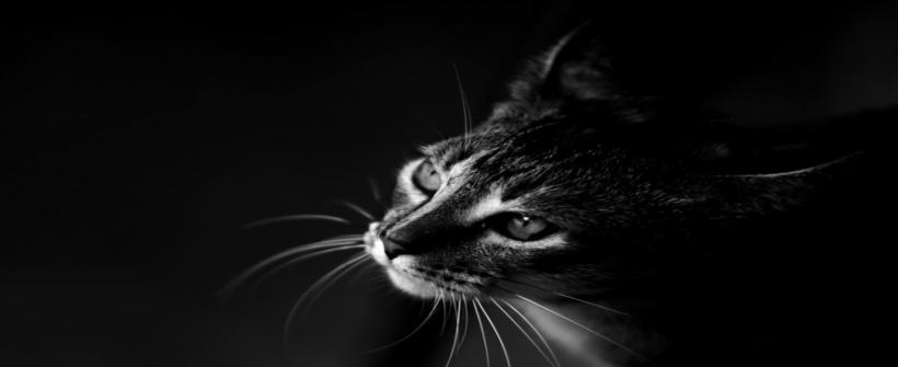 Raiva animal: Secretaria de Saúde planeja imunizar 2,1 milhões de cães e gatos no Estado do Rio