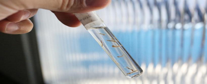 Rio de Janeiro registra primeiro óbito por dengue no estado em 2023 