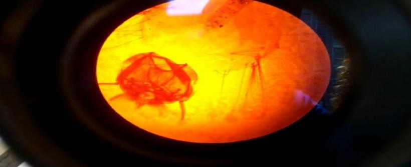 SES-RJ alerta para combate à proliferação do mosquito Aedes aegypti e à leptospirose com a chegada do verão