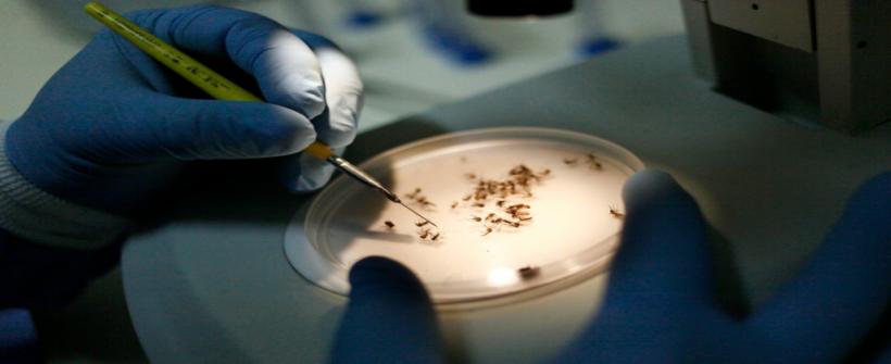 Secretaria de Estado de Saúde faz alerta sobre a importância dos cuidados com a dengue