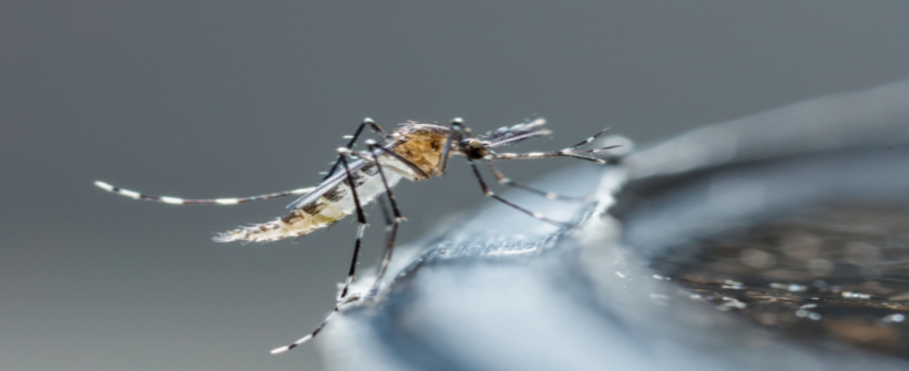 Secretaria de Estado de Saúde treina equipes municipais de vigilância em cuidados com dengue, zika e chikungunya