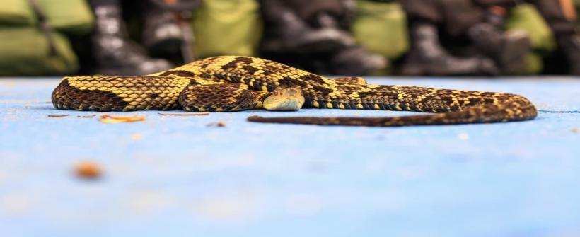 Nova aba no Monitora RJ permite a visualização detalhada desses casos no estado. Em 2025, já foram mais de 2.500 casos