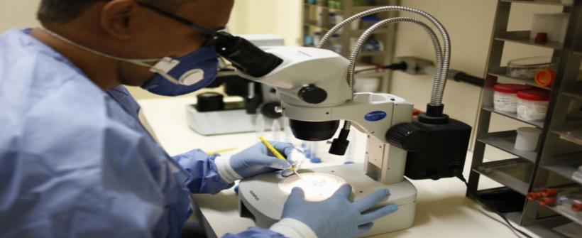 Soro contra veneno de abelhas inédito no mundo começa a ser testado em humanos