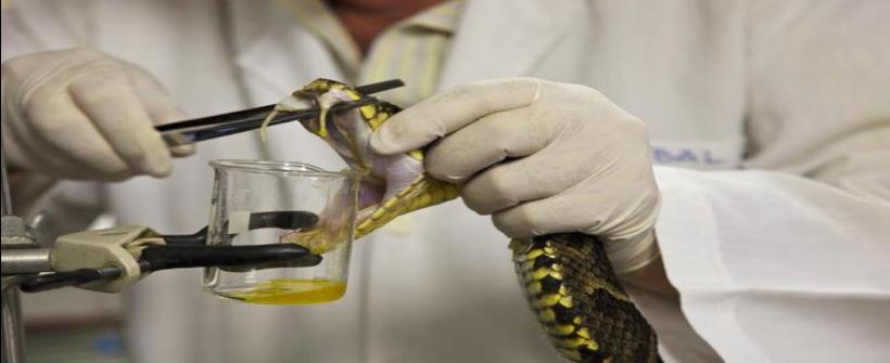 Vital Brazil investe em capacitação para aprimorar eficácia dos soros