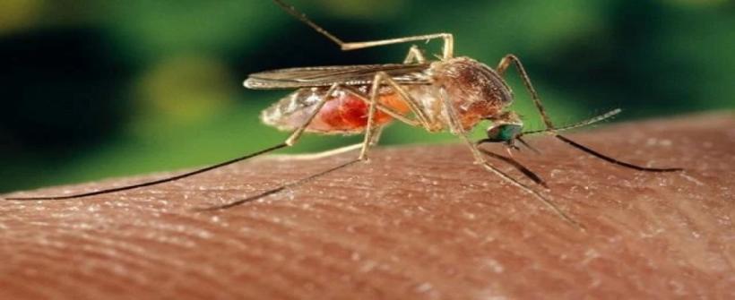 Estado do Rio de Janeiro registra dez casos de Febre Oropouche