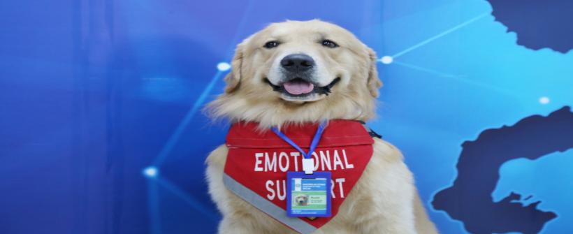 SES-RJ destaca a importância dos pets no tratamento de transtornos psicológicos durante o Janeiro Branco