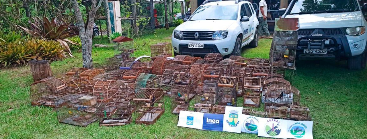 Inea resgata 75 aves silvestres  e apreende apetrechos para caça ilegal em Magé