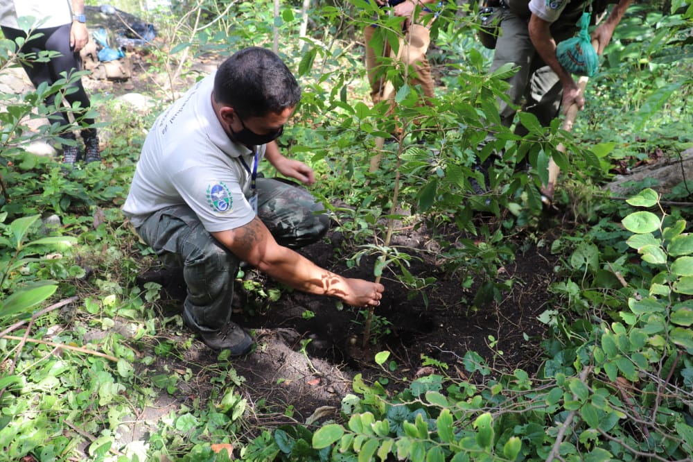 Instituto Estadual do Ambiente planta sementes de espécie ameaçada de extinção em Niterói