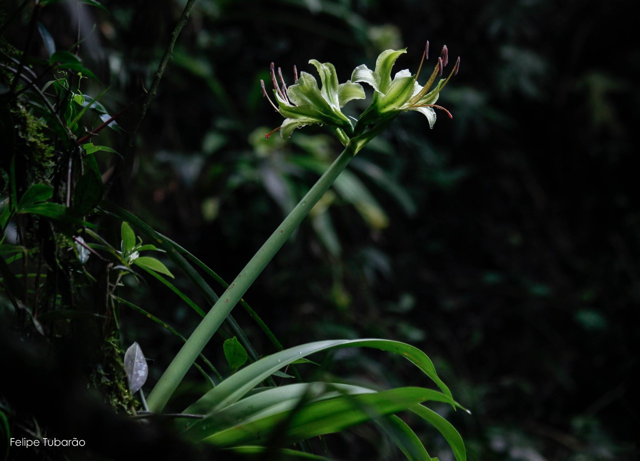 No Dia da Mata Atlântica, Inea e Ceperj lançam exposição de fotografias da flora fluminense