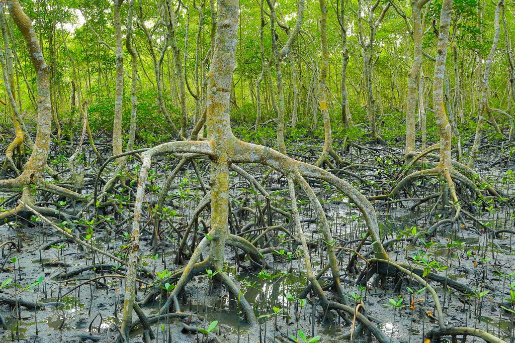 Rebio de Guaratiba abriga floresta de mangue e trabalha na preservação desse importante ecossistema