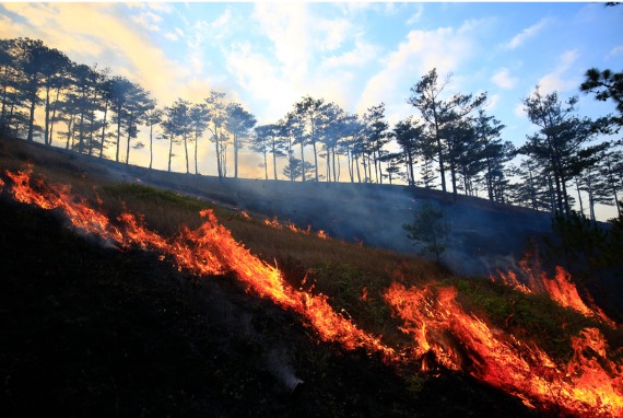 Seas e Inea realizam seminário estadual de prevenção e contenção de incêndios florestais