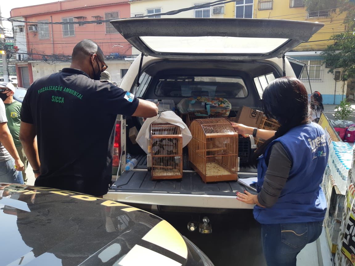 Secretaria do Ambiente e Inea reprimem tráfico de animais silvestres em Caxias