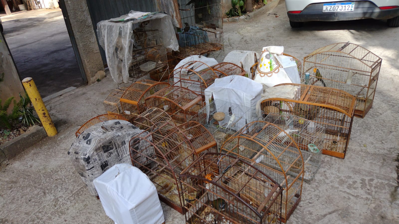 Inea deflagra operação em Nova Friburgo e resgata 70 aves silvestres mantidas em cativeiro
