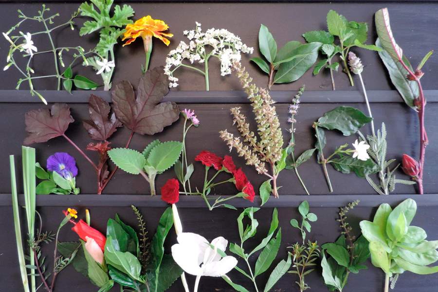 Rebio Guaratiba promove curso sobre Plantas Alimentícias Não Convencionais