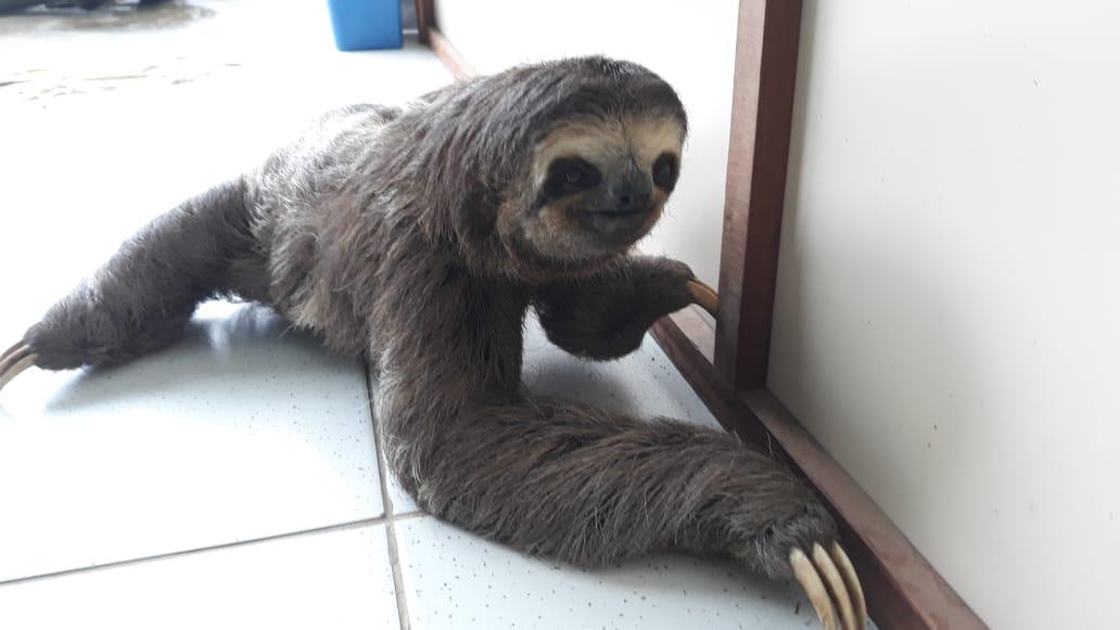 Guarda-parques do Inea resgatam bicho preguiça em Paraty