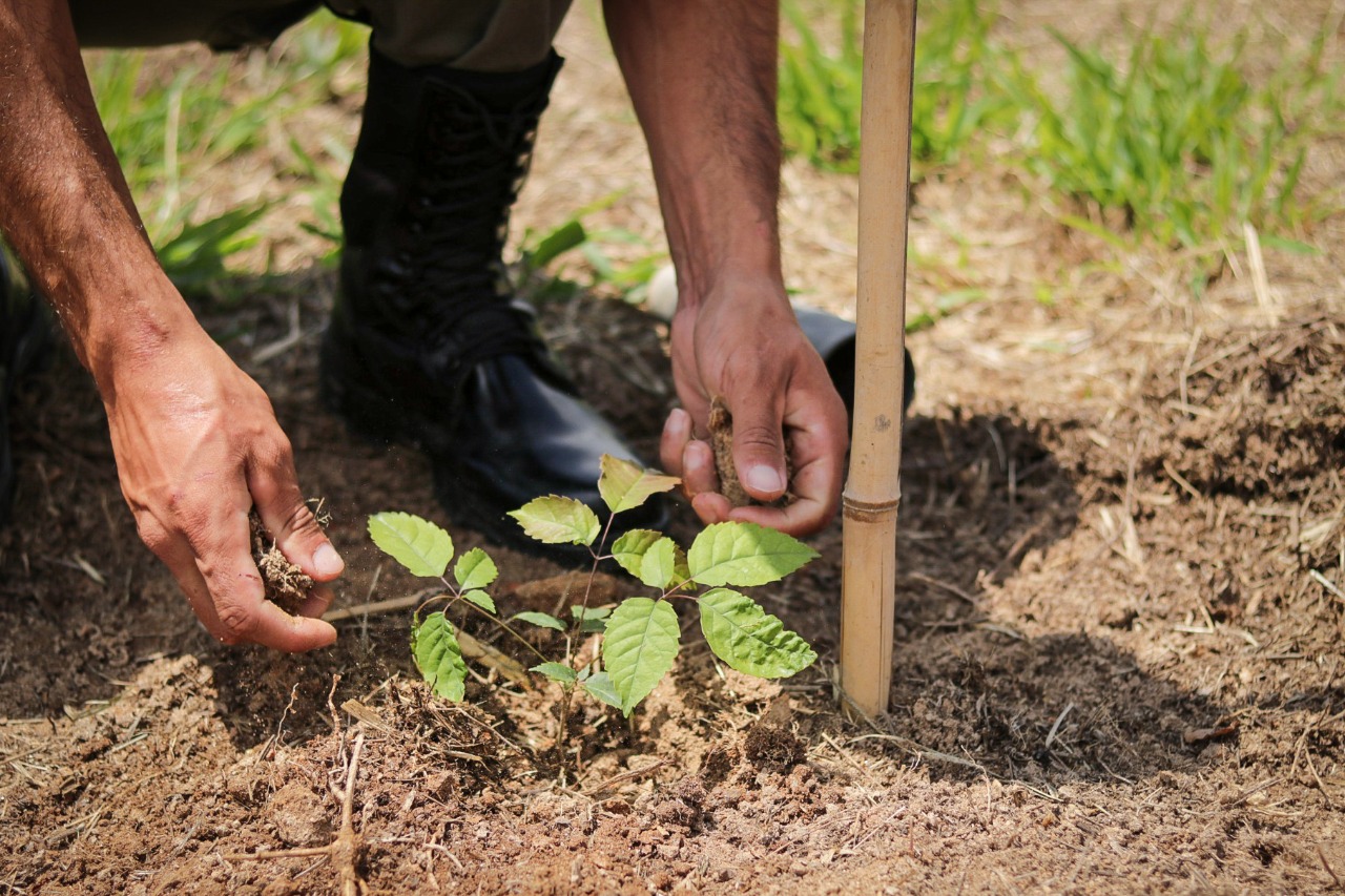 Seas abre vagas para programa de Voluntariado Ambiental
