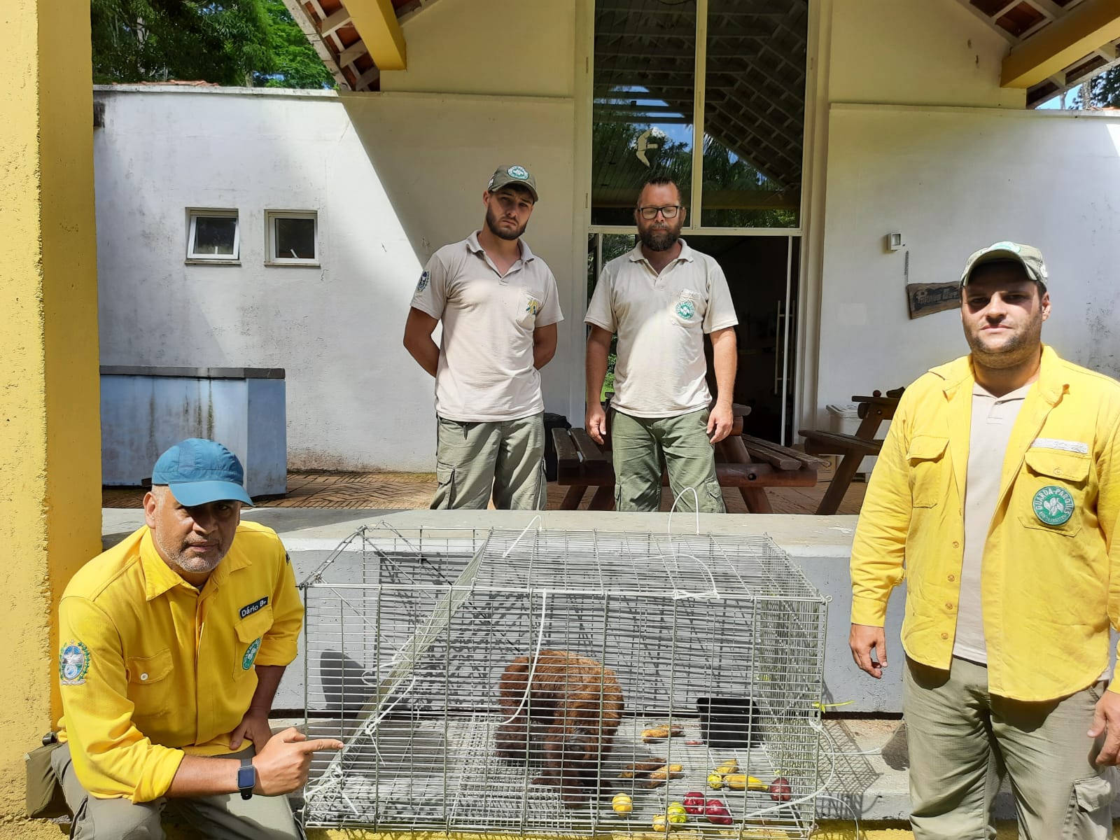 Equipe do Inea resgata bugio atingido por descarga elétrica em São Sebastião do Alto