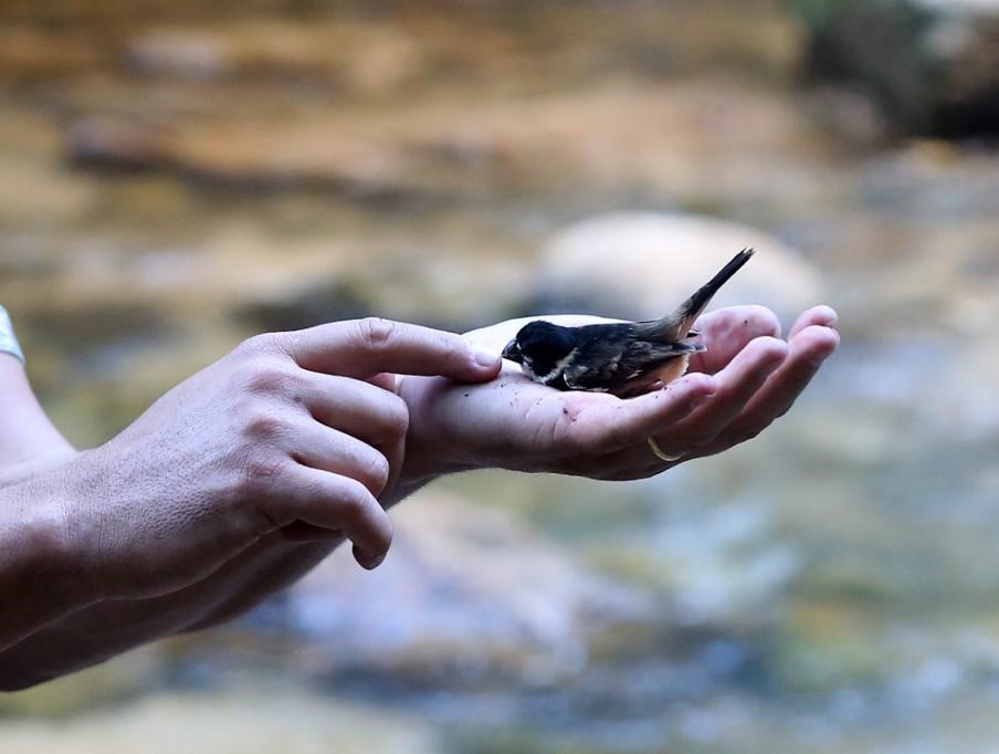 Inea apoia resgate de 28 aves silvestres que eram mantidas em cativeiro  em Casimiro de Abreu