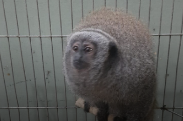 Centro de Primatologia do Rio de Janeiro recebe duas primatas ameaçadas de extinção