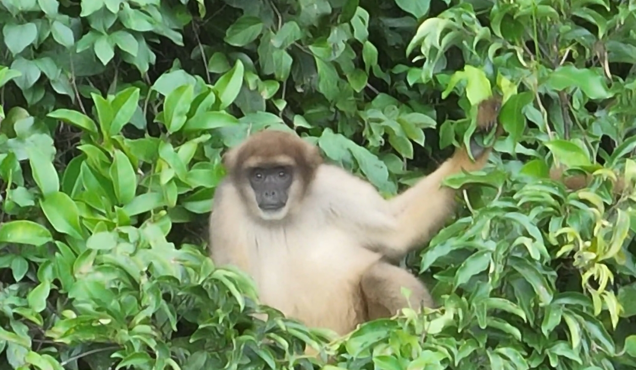 Muriquis-do-sul (Brachyteles arachnoides)