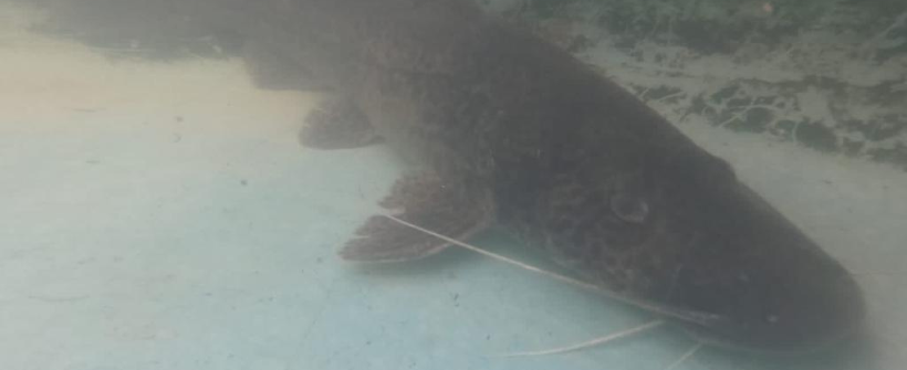 Expedição científica: Inea encontra espécie de peixe ameaçada de extinção no Sul Fluminense