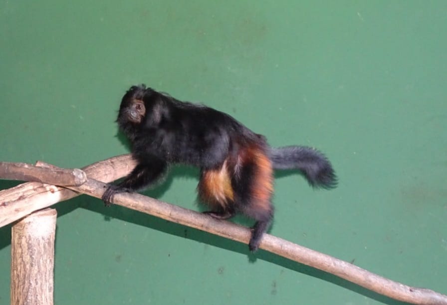 Mico-leão-preto