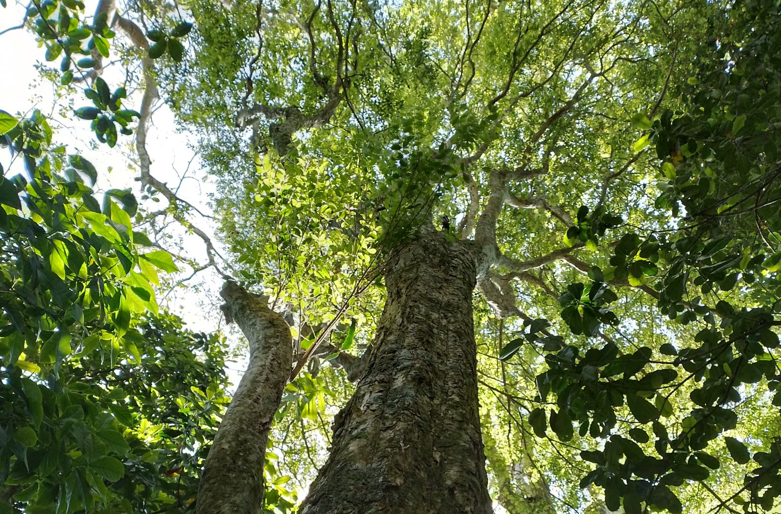 Parque Estadual da Serra da Tiririca é palco da descoberta de duas novas espécies de árvores ameaçadas de extinção