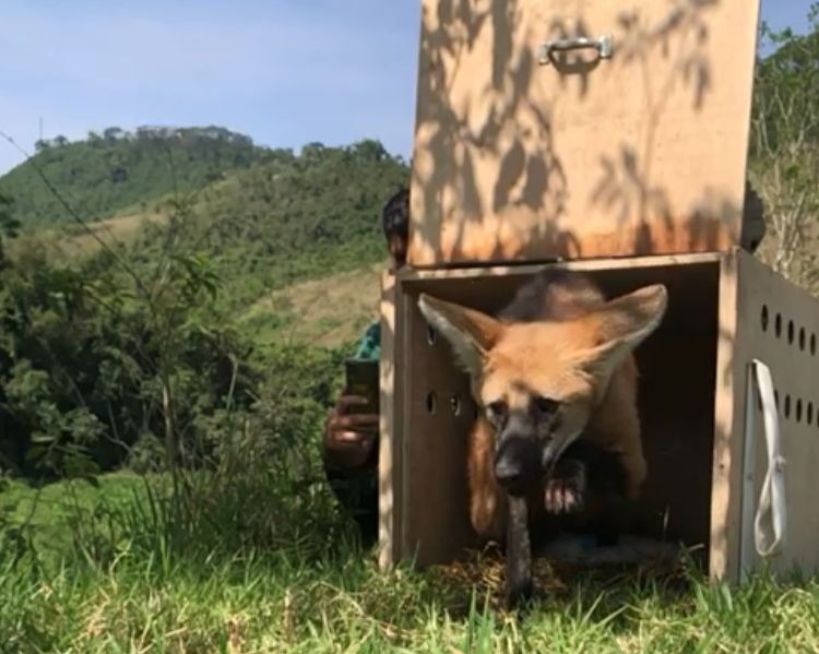 Inea resgata Lobo-guará em área urbana em Pinheiral