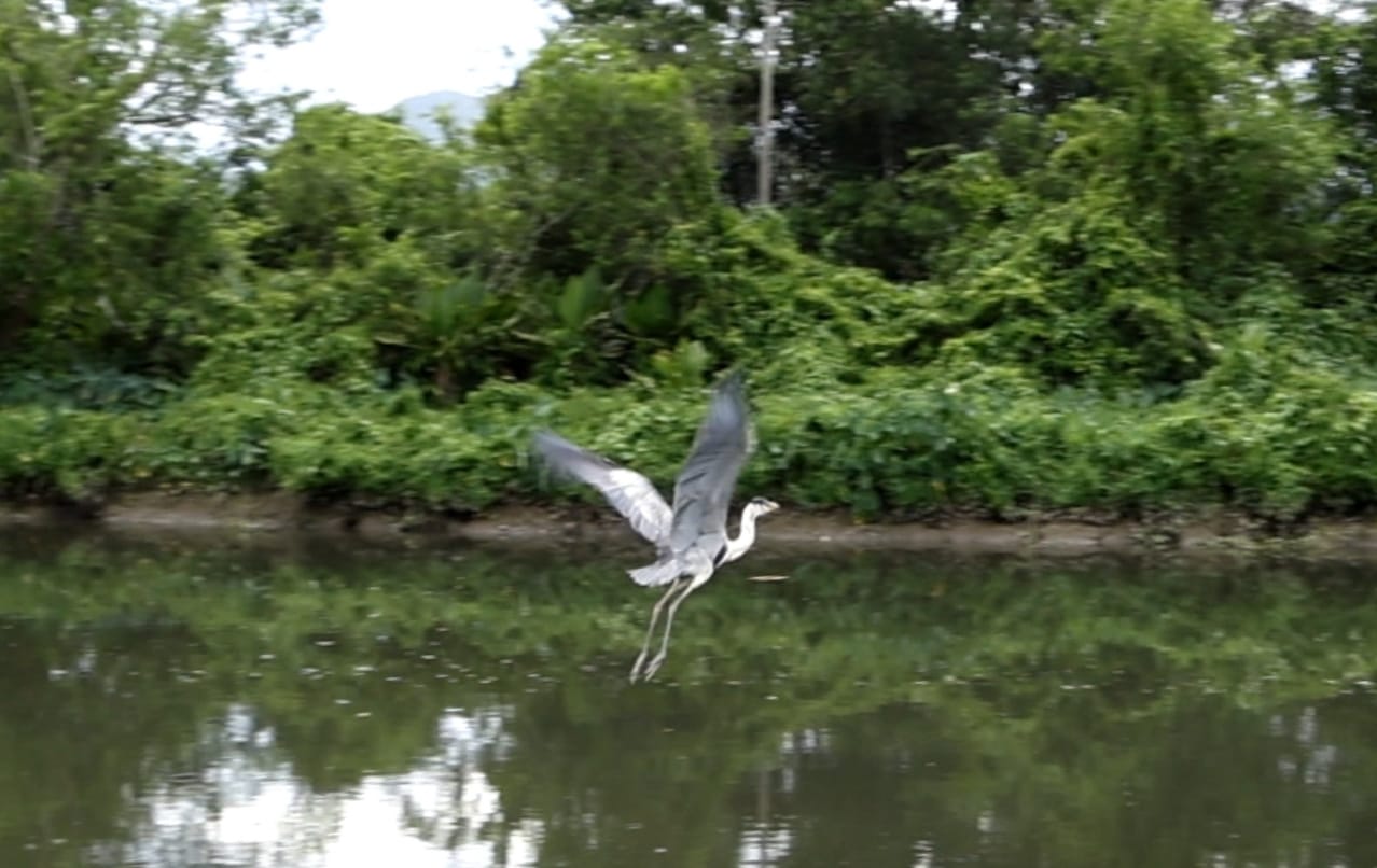 Secretaria do Ambiente e Inea devolvem a natureza Garça Moura, após remoção de copo plástico do pescoço