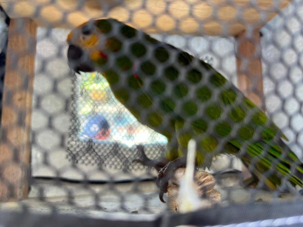 Pássaro