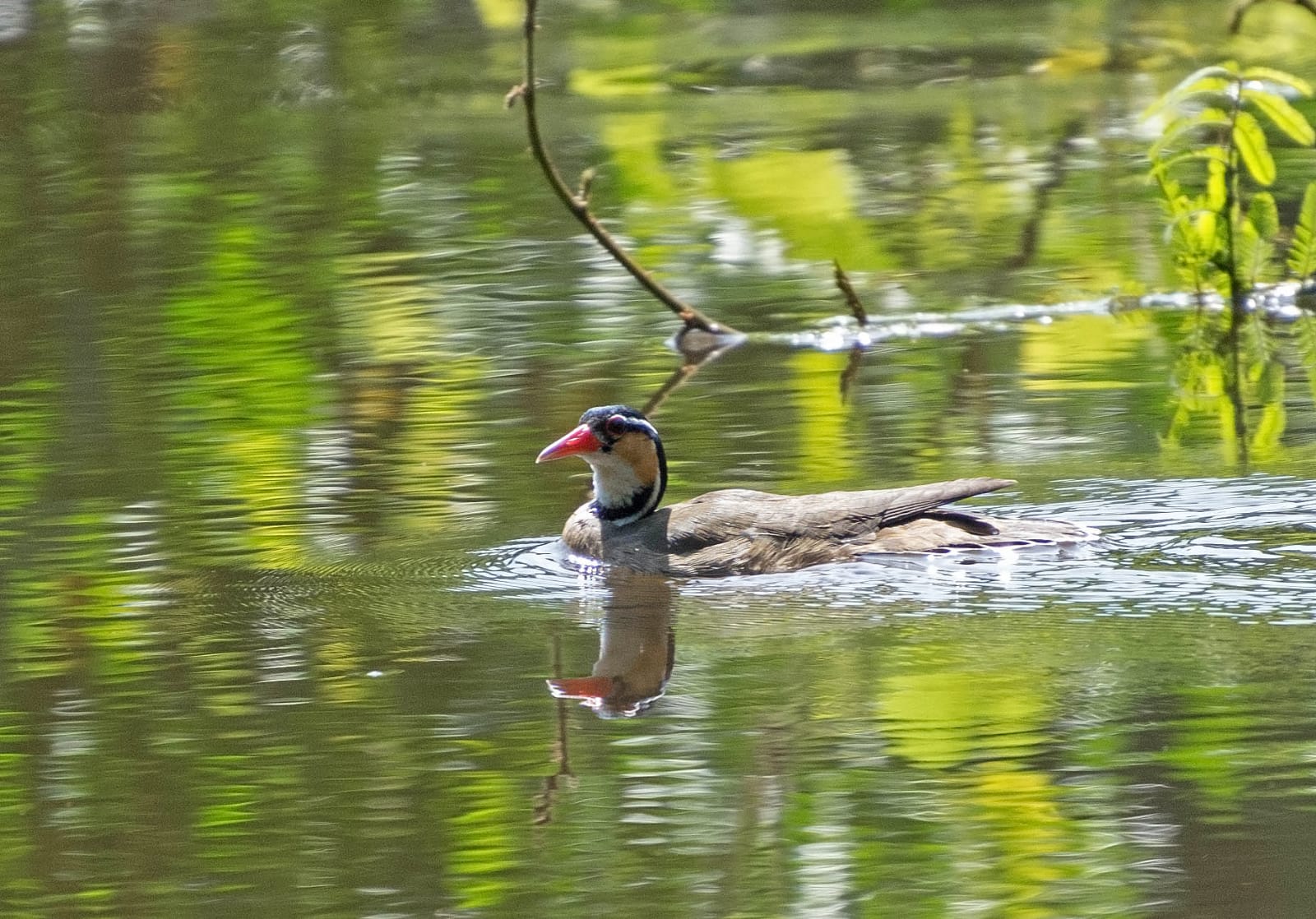 Pato-de-crista (Sarkidiornis sylvicola) Créditos: Caio Caetano