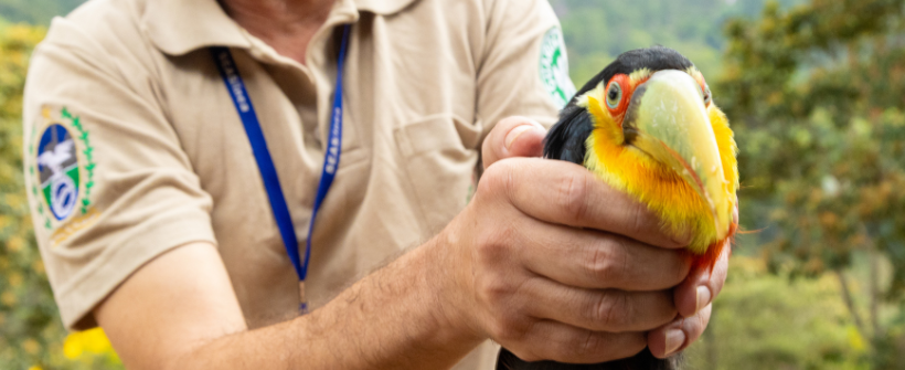 Inea promove soltura de tucano-de-bico-verde na Região Serrana Fluminense