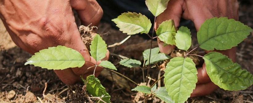 O que é necessário para o plantio de mudas?
