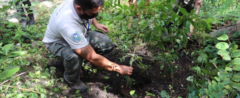 Instituto Estadual do Ambiente planta sementes de espécie ameaçada de extinção em Niterói