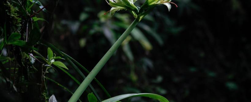 No Dia da Mata Atlântica, Inea e Ceperj lançam exposição de fotografias da flora fluminense