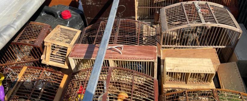 Secretaria do Ambiente e Inea apreendem animais silvestres em operação na Baixada Fluminense