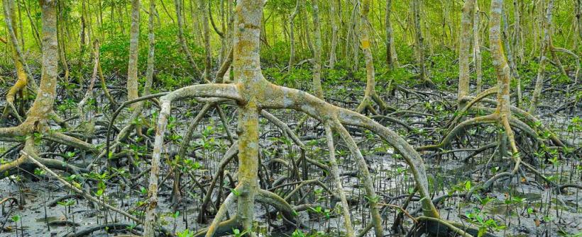 Rebio de Guaratiba abriga floresta de mangue e trabalha na preservação desse importante ecossistema