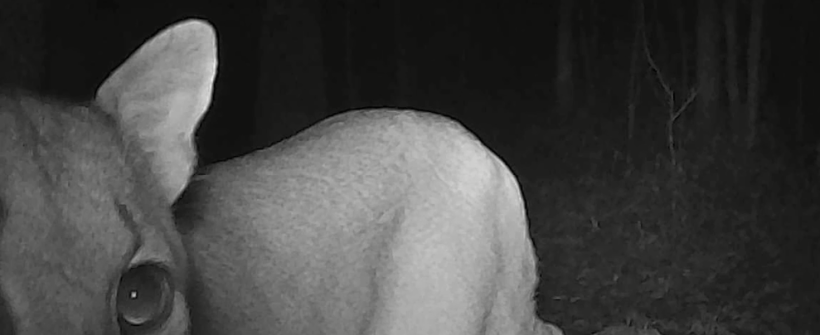 Segundo maior felino do continente americano é flagrado em parque do Inea em Nova Friburgo