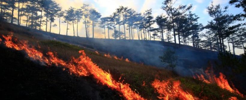 Seas e Inea realizam seminário estadual de prevenção e contenção de incêndios florestais