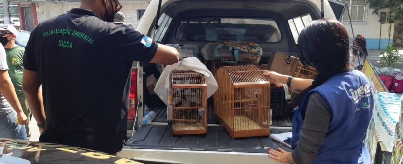 Secretaria do Ambiente e Inea reprimem tráfico de animais silvestres em Caxias