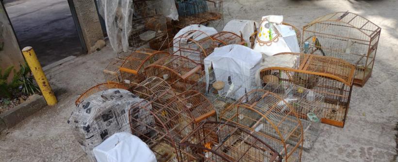 Inea deflagra operação em Nova Friburgo e resgata 70 aves silvestres mantidas em cativeiro