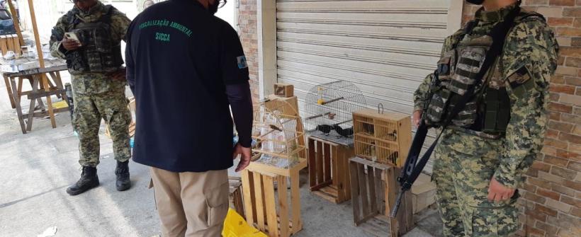 Secretaria do Ambiente e Inea apreendem aves silvestres em operação na Zona Norte do Rio
