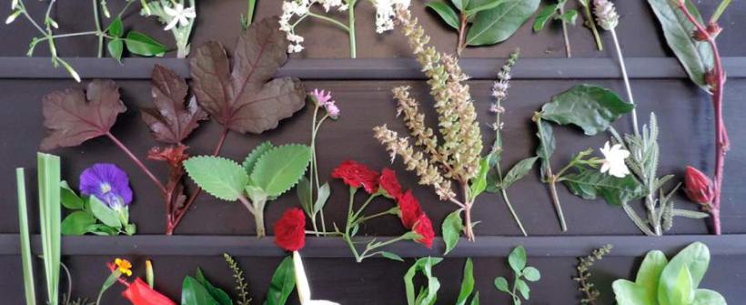 Rebio Guaratiba promove curso sobre Plantas Alimentícias Não Convencionais