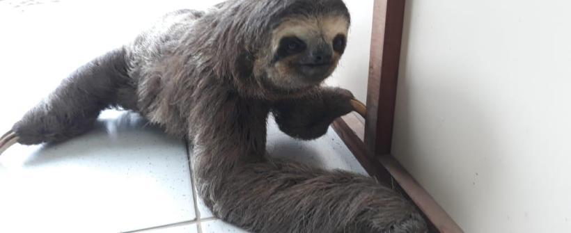 Guarda-parques do Inea resgatam bicho preguiça em Paraty